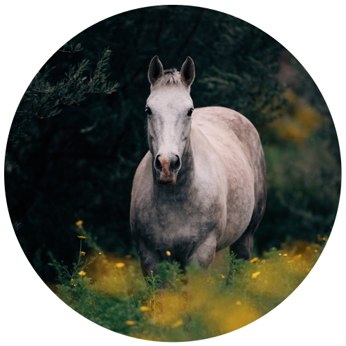 Hiring horses for your wedding photos will give that added extra fairytale vibe — but only hire horses if your budget can handle it. However, you also have the option of having your wedding on an equestrian estate, as there are many of them around. Just do your research properly on how well the venue is prepared for your type of wedding style. From the post: All you need to know about the fairytale wedding theme, by The Wedding Club.