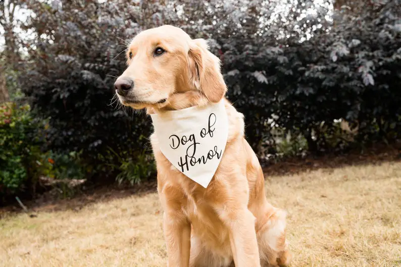 Dog Of Honor Over The Collar Dog Bandana, Cute Wedding Prop Idea, Tails Up Pup, Wedding Dog Attire, Wedding Dog Bandana