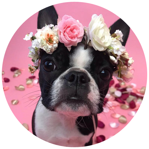 Puppy flower crown by AmoreBride | 23+ Ways to include your dog in your wedding - These dog wedding ideas are perfect for the couple who wants to include their favorite pup on their big day!