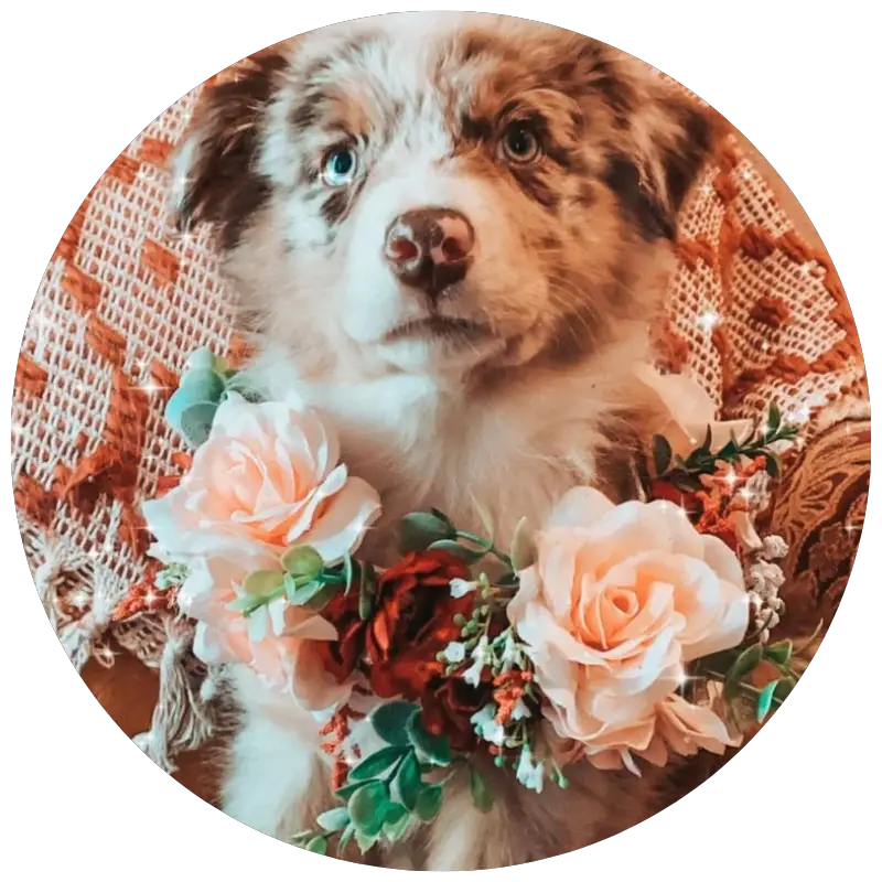 Pet Flower Collar/Crown by WoofSniffWagandCo | 23+ Ways to include your dog in your wedding - These dog wedding ideas are perfect for the couple who wants to include their favorite pup on their big day!