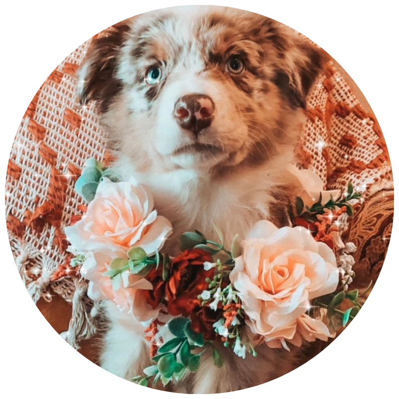 Pet Flower Collar/Crown by WoofSniffWagandCo | 23+ Ways to include your dog in your wedding - These dog wedding ideas are perfect for the couple who wants to include their favorite pup on their big day!