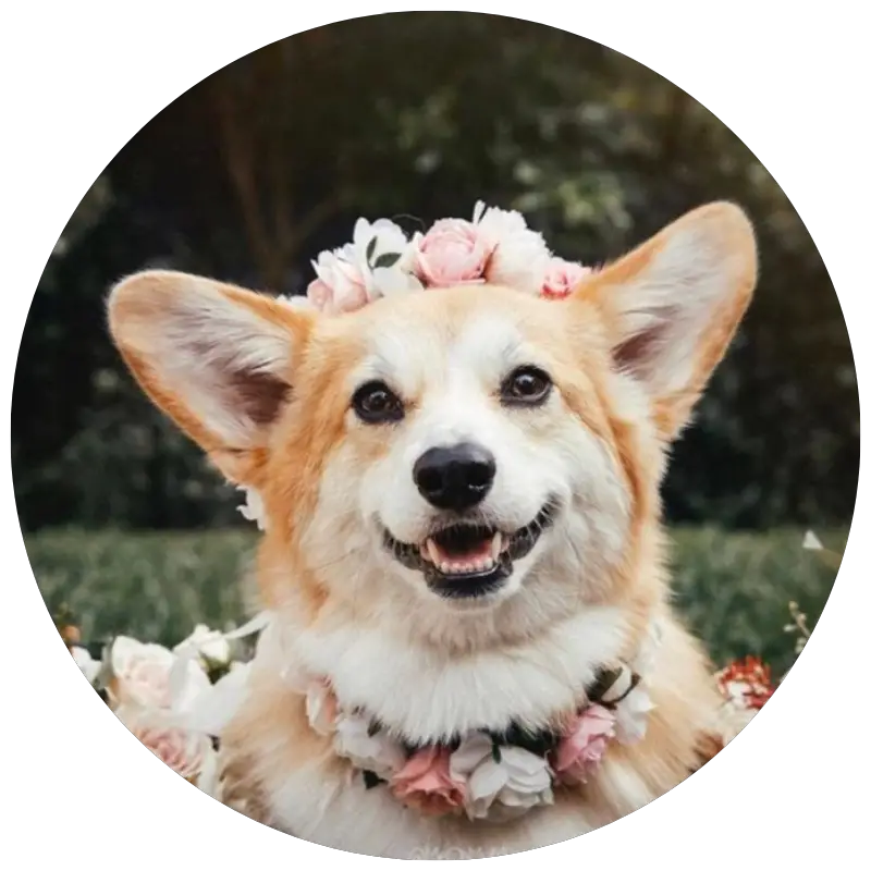 Dog flower crown by HanksFurFriends | 23+ Ways to include your dog in your wedding - These dog wedding ideas are perfect for the couple who wants to include their favorite pup on their big day!