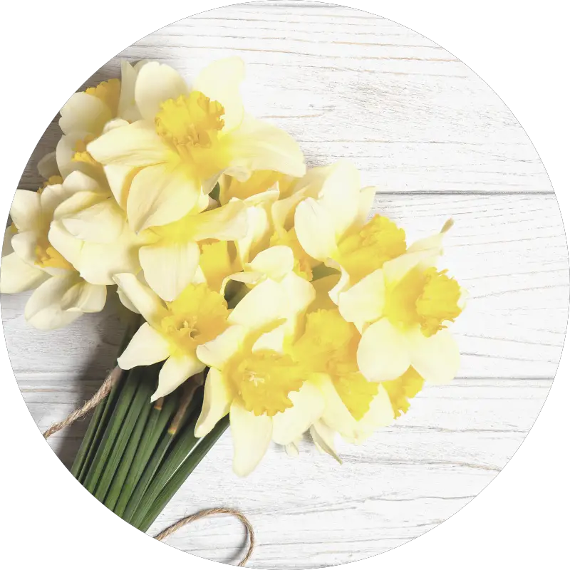 daffodils - all you need to know about wedding flowers and their seasons