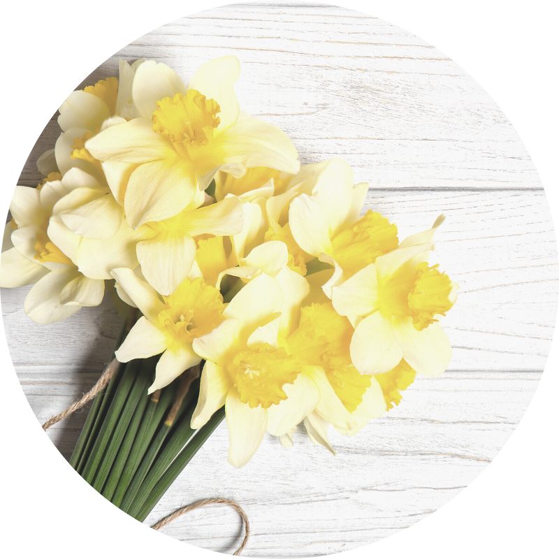 daffodils - all you need to know about wedding flowers and their seasons