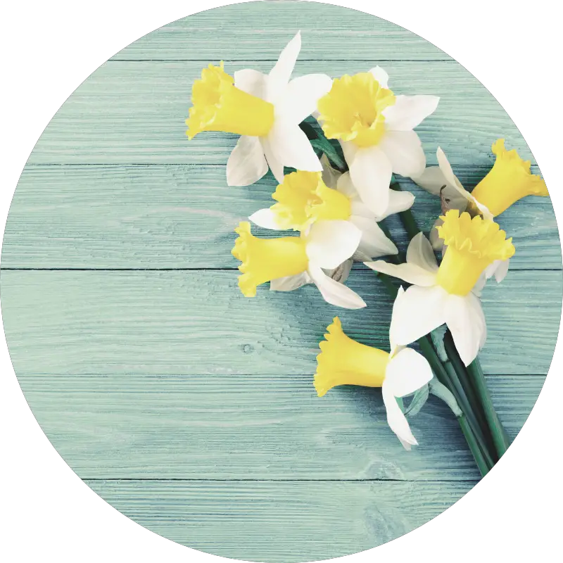 daffodils - all you need to know about wedding flowers and their seasons