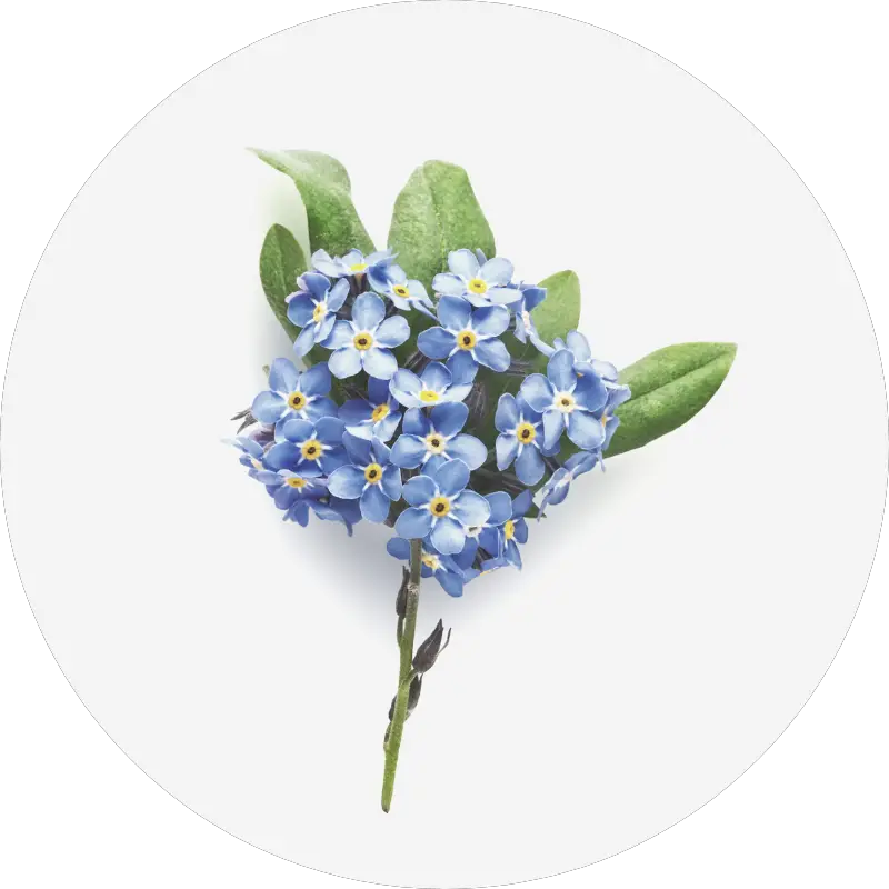 forget me not - all you need to know about wedding flowers and their seasons