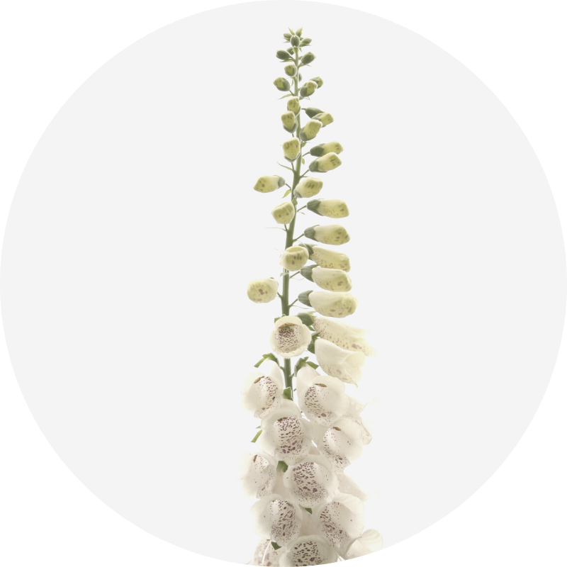 foxgloves - all you need to know about wedding flowers and their seasons