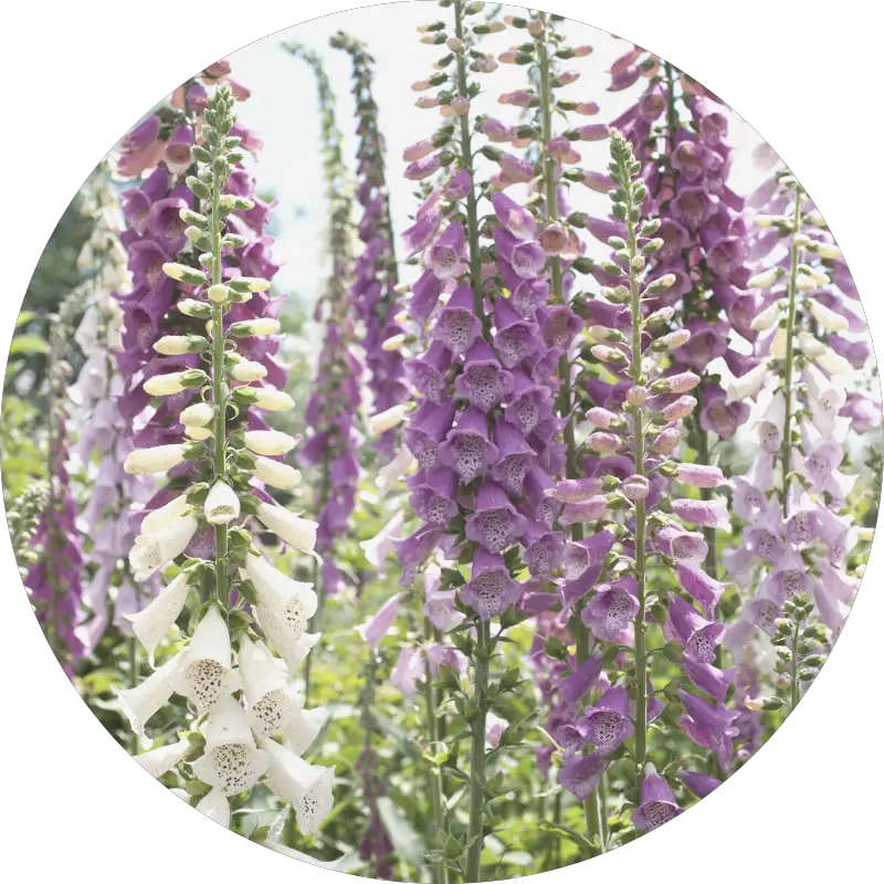 foxgloves - all you need to know about wedding flowers and their seasons