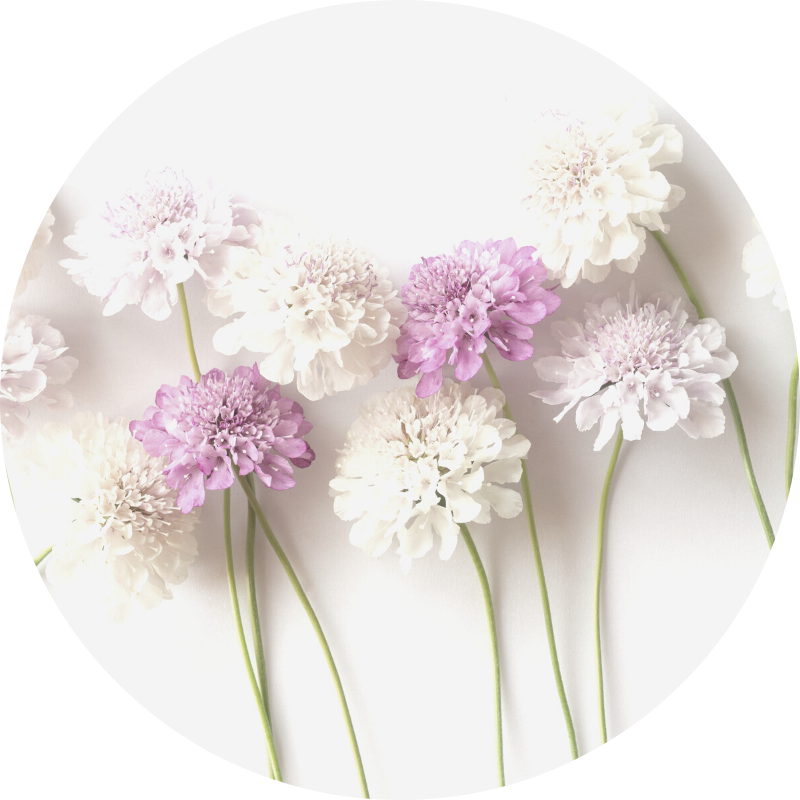 scabiosa