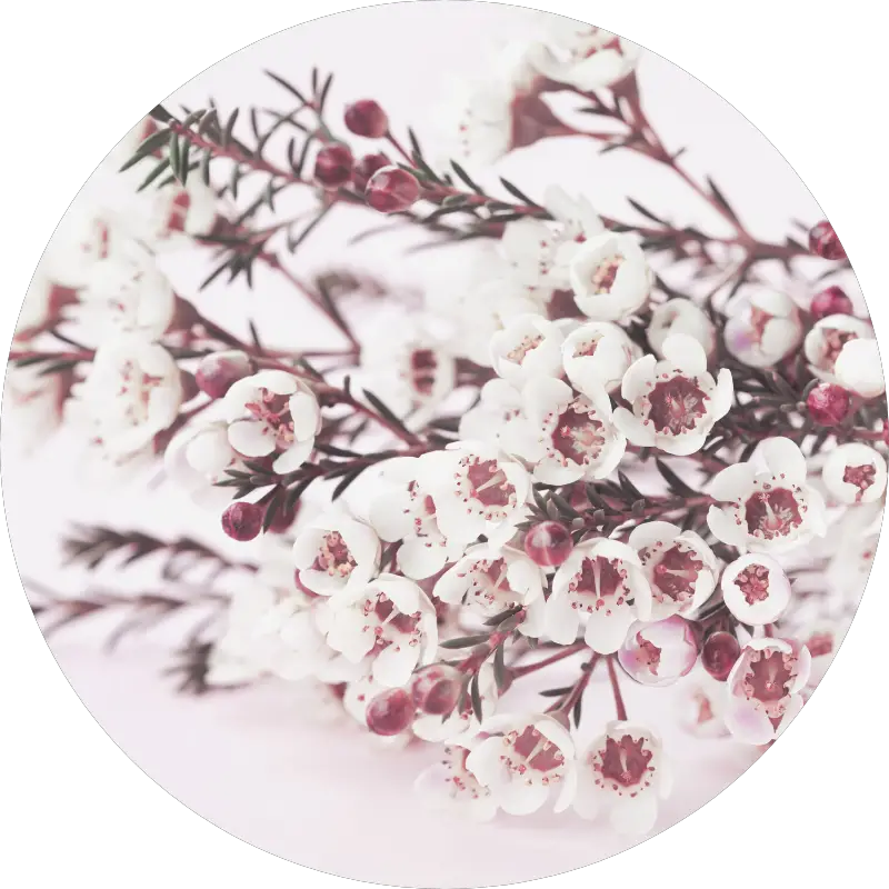 waxflower - all you need to know about wedding flowers and their seasons