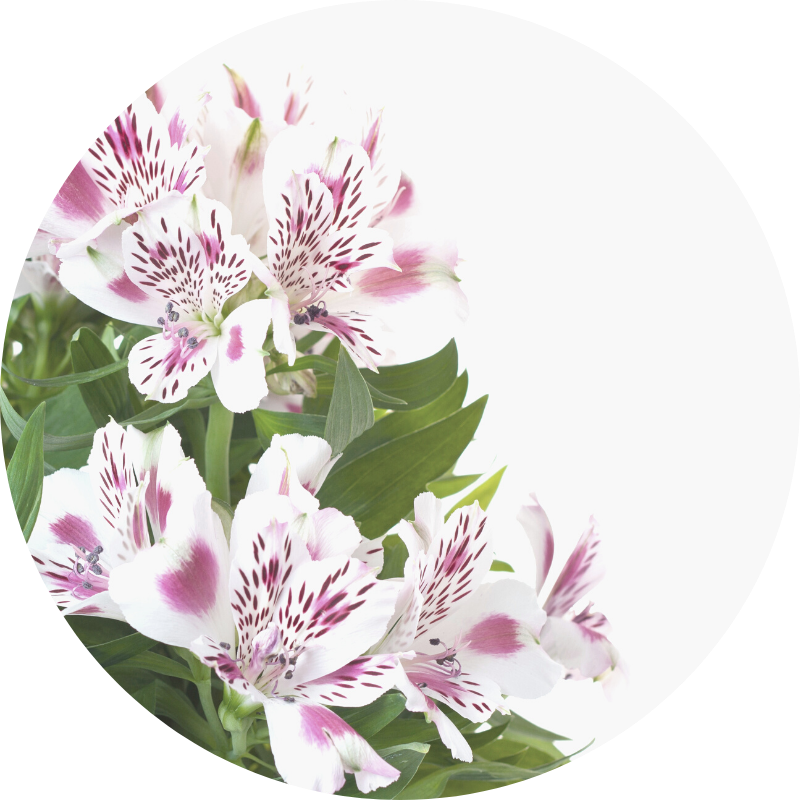 alstromeria - all you need to know about wedding flowers and their seasons