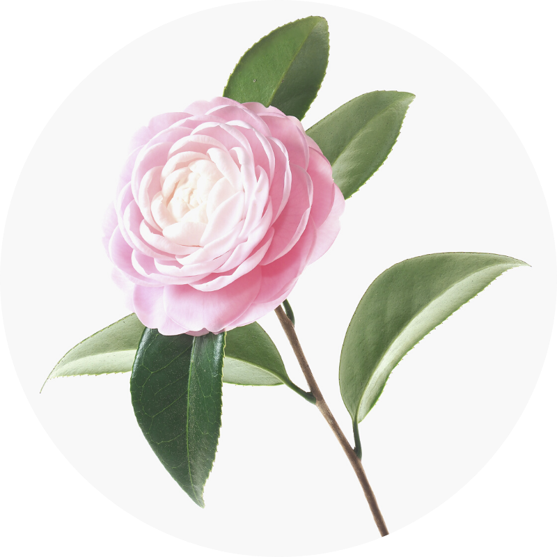 camellia - all you need to know about wedding flowers and their seasons