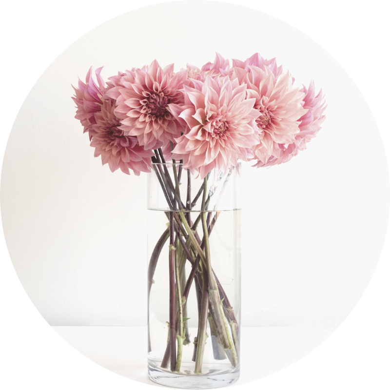 dahlias - all you need to know about wedding flowers and their seasons