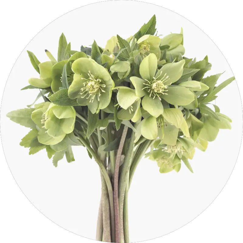 hellebores - all you need to know about wedding flowers and their seasons