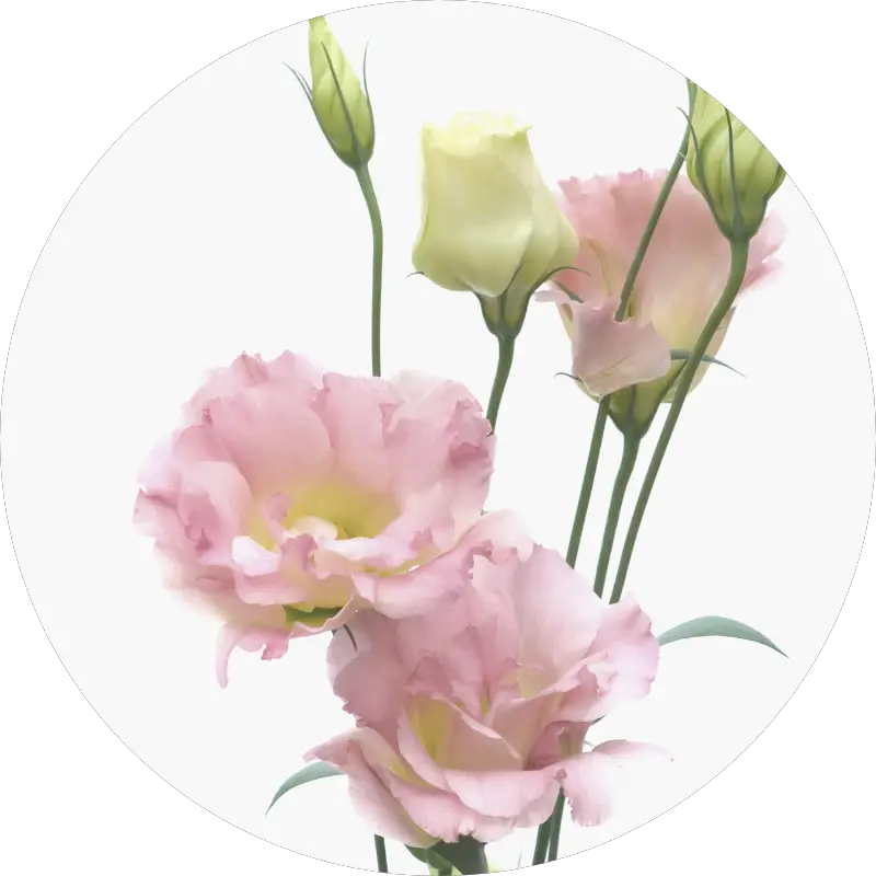 lisianthus - all you need to know about wedding flowers and their seasons