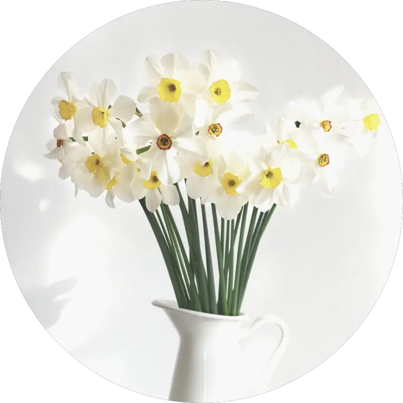 narcissus - all you need to know about wedding flowers and their seasons