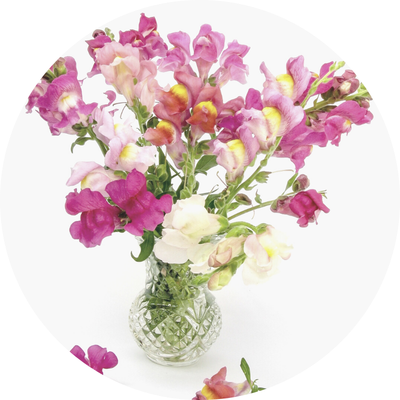 snapdragon - all you need to know about wedding flowers and their seasons