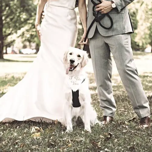11 Tips for having your dog at your wedding