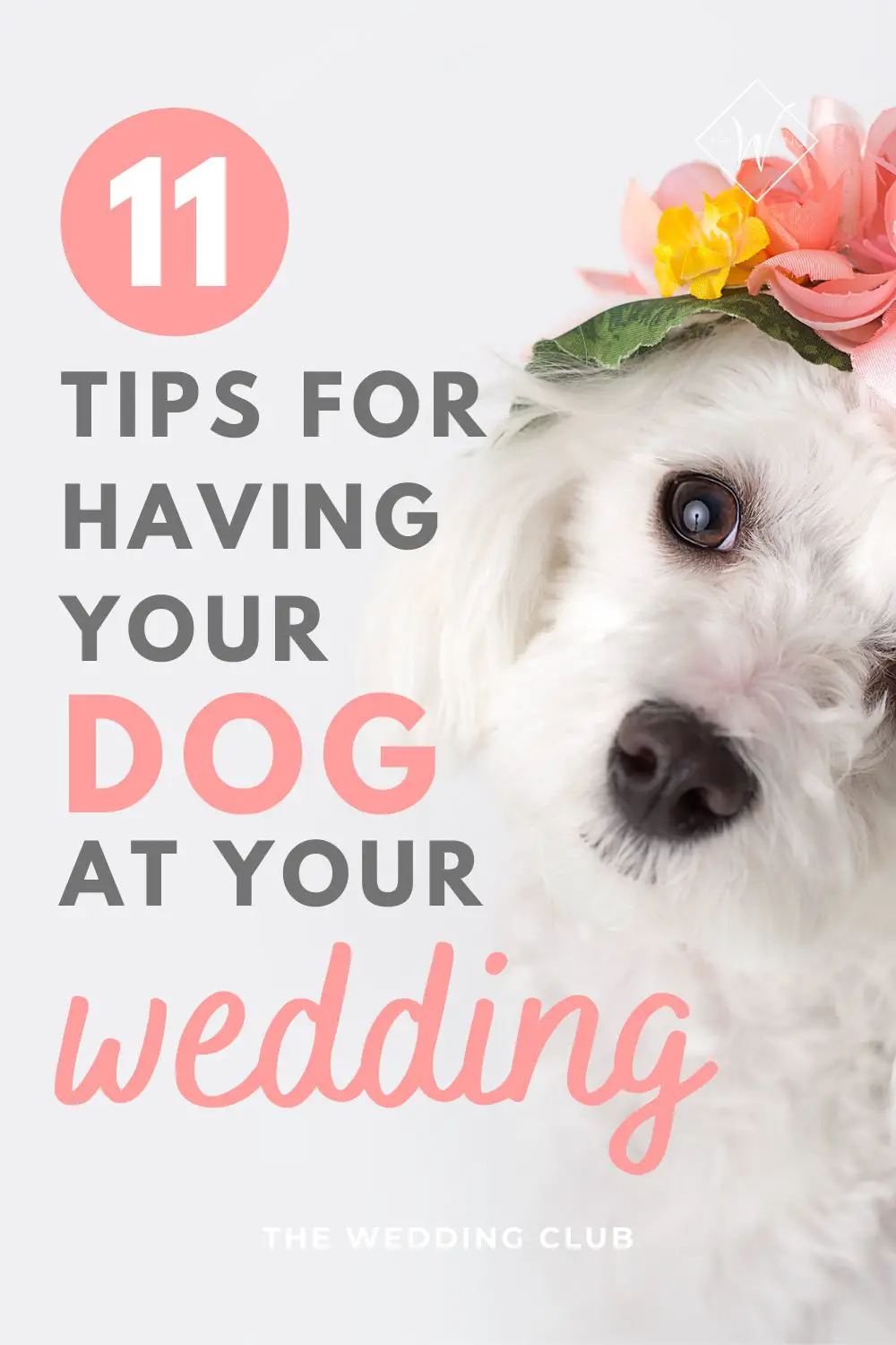 11 Tips for having your dog at your wedding