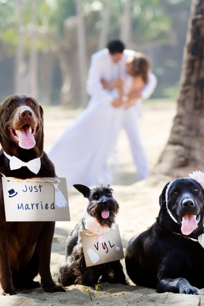 11 Tips for having your dog at your wedding2