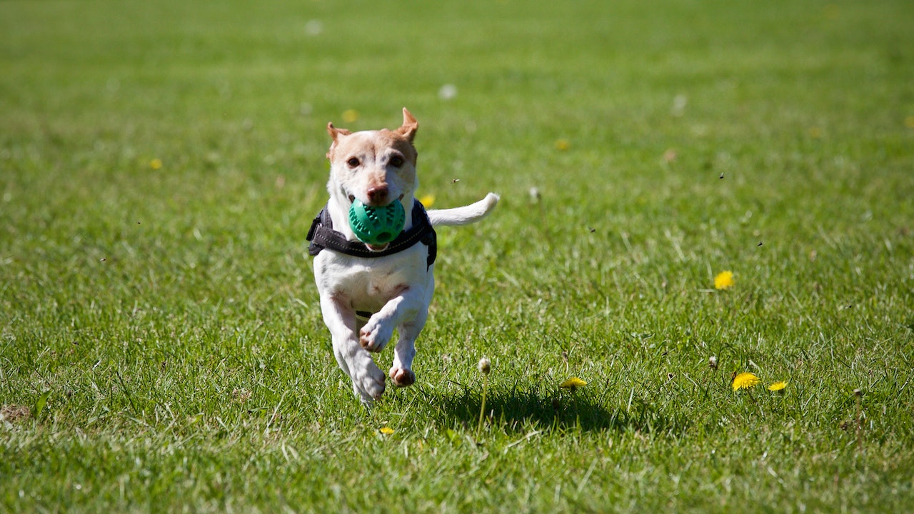 Photo by Matthias Zomer: https://www.pexels.com/photo/dog-running-on-grass-422220/